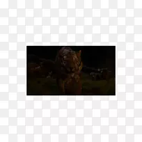 野生动物摄影-莫利-空若网 野生动物摄影-莫利-空若网