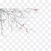 ����֦-������