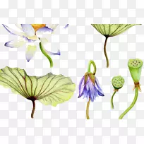 ˮ�ʻ�˯������ͼ�ɻ���������-������