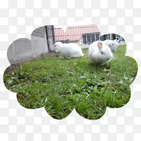 塑料Dieren-空若网 塑料Dieren-空若网