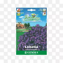 金钱草种子花,一年生植物-花-空若网 金钱草种子花,一年生植物-花-空若网