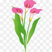 切花-空若网 切花-空若网