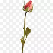 花瓣静物:粉色玫瑰,插花艺术-空若网 花瓣静物:粉色玫瑰,插花艺术-空若网