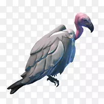 秃鹫动物群喙羽毛-空若网 秃鹫动物群喙羽毛-空若网