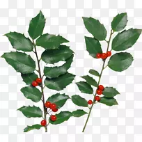 ���򽬹�������-ӣ��-������