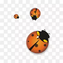 瓢虫-空若网 瓢虫-空若网