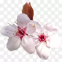 樱花樱花-空若网 樱花樱花-空若网