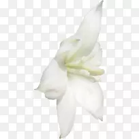 百合花数据压缩-花卉-空若网 百合花数据压缩-花卉-空若网