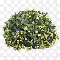花卉设计花束切花蓝花-空若网 花卉设计花束切花蓝花-空若网