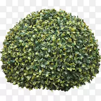 小叶灌木多角箱树-空若网 小叶灌木多角箱树-空若网