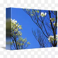 草甸桌面壁纸野花草坪开花植物细树-空若网 草甸桌面壁纸野花草坪开花植物细树-空若网