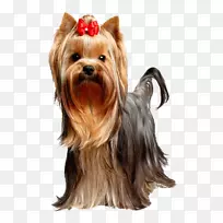 约克郡小狗食犬品种-小狗-空若网 约克郡小狗食犬品种-小狗-空若网