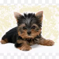 约克郡小猎犬,西高地白狗,马耳他小狗,波士顿猎犬-小狗-空若网 约克郡小猎犬,西高地白狗,马耳他小狗,波士顿猎犬-小狗-空若网