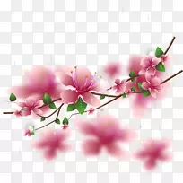 樱花花卉设计.手绘樱花-空若网 樱花花卉设计.手绘樱花-空若网