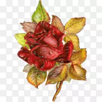 ���꿪��ֲ��Ҷ��Ҷ-������