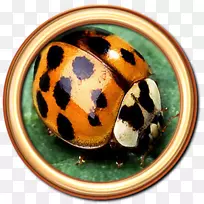 亚洲瓢虫收敛瓢虫蚜虫益虫甲虫-空若网 亚洲瓢虫收敛瓢虫蚜虫益虫甲虫-空若网