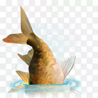 鱼类剪贴画-鱼-空若网 鱼类剪贴画-鱼-空若网