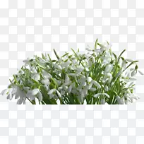 雪滴枝花瓣植物茎叶-空若网 雪滴枝花瓣植物茎叶-空若网