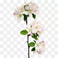 花卉设计花瓣花-空若网 花卉设计花瓣花-空若网