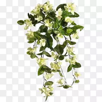 �л�ֲ�ﾥ����ֲ��-ֲ��-������