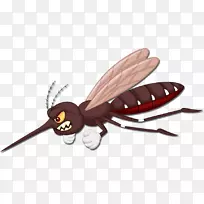 飞蚊,昆虫传粉者-苍蝇-空若网 飞蚊,昆虫传粉者-苍蝇-空若网