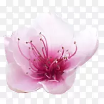 安卓Τ?σσερα!桌面壁纸计算机软件-android-空若网 安卓Τ?σσερα!桌面壁纸计算机软件-android-空若网