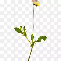 花瓣植物茎芽叶开花植物叶-空若网 花瓣植物茎芽叶开花植物叶-空若网