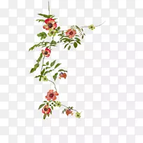 花卉设计切花植物花卉-空若网 花卉设计切花植物花卉-空若网