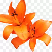 橙色百合老虎百合橙色日-百合花剪贴画-花-空若网 橙色百合老虎百合橙色日-百合花剪贴画-花-空若网