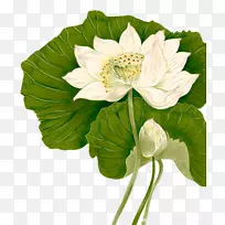 莲花-空若网 莲花-空若网