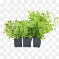 蔬菜花盆菜园-蔬菜-空若网 蔬菜花盆菜园-蔬菜-空若网