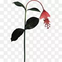 花瓣叶植物茎开花植物-叶-空若网 花瓣叶植物茎开花植物-叶-空若网