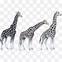 长颈鹿野生动物陆生动物长颈鹿-空若网 长颈鹿野生动物陆生动物长颈鹿-空若网