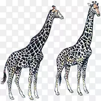 长颈鹿颈野生动物陆生动物长颈鹿-空若网 长颈鹿颈野生动物陆生动物长颈鹿-空若网