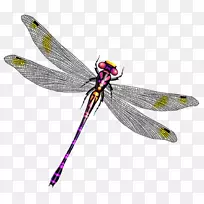 蜻蜓昆虫蝴蝶-蜻蜓-空若网 蜻蜓昆虫蝴蝶-蜻蜓-空若网