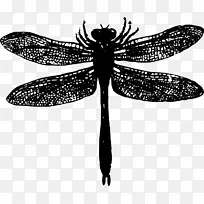 昆虫蜻蜓剪贴画-昆虫-空若网 昆虫蜻蜓剪贴画-昆虫-空若网