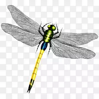 蜻蜓蝴蝶翼-蜻蜓-空若网 蜻蜓蝴蝶翼-蜻蜓-空若网