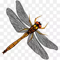 蜻蜓蚊虫-蜻蜓-空若网 蜻蜓蚊虫-蜻蜓-空若网