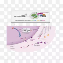 细胞生理转化基因组-生物医学-空若网 细胞生理转化基因组-生物医学-空若网