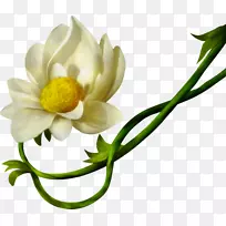 花瓣黄色切花白花-空若网 花瓣黄色切花白花-空若网