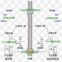 ƻ����-�춬���ᣬƻ���ᣬ������ѭ����������-�����-������