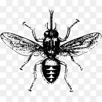 �ɲ�Ӭ�����׶�����������-������