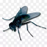 昆虫飞行剪贴画-昆虫-空若网 昆虫飞行剪贴画-昆虫-空若网