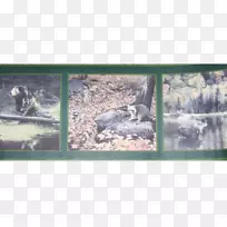 画框约克壁纸公司壁纸-边境动物-空若网 画框约克壁纸公司壁纸-边境动物-空若网