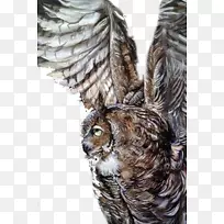 猫头鹰插画-猫头鹰翅膀-空若网 猫头鹰插画-猫头鹰翅膀-空若网