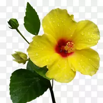 鞋类植物花卉花瓣剪贴画-花-空若网 鞋类植物花卉花瓣剪贴画-花-空若网