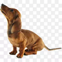 达克斯犬繁殖伴犬鼻子-小狗-空若网 达克斯犬繁殖伴犬鼻子-小狗-空若网