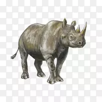 犀牛-空若网 犀牛-空若网