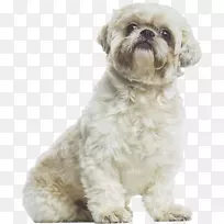 史祖小狮子狗哈凡尼斯犬博隆卡-空若网 史祖小狮子狗哈凡尼斯犬博隆卡-空若网