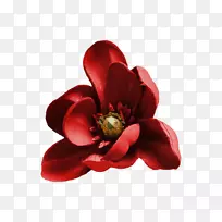 花瓣切花开花植物-空若网 花瓣切花开花植物-空若网